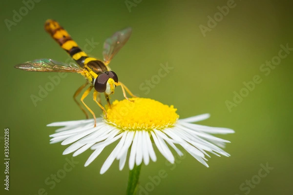 Obraz Sphaerophoria scripta – Kuliboda