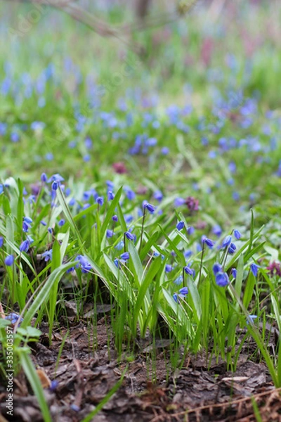 Fototapeta Spring background with blue snowdrops. Delicate flowering in the spring. Glade of gently blue flowers.