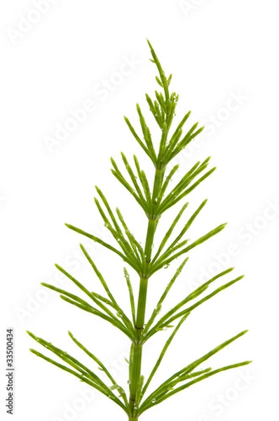 Obraz Ackerschachtelhalm