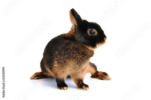Obraz Small breed Tan rabbit isolated on white