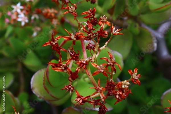Fototapeta red berries on a branch