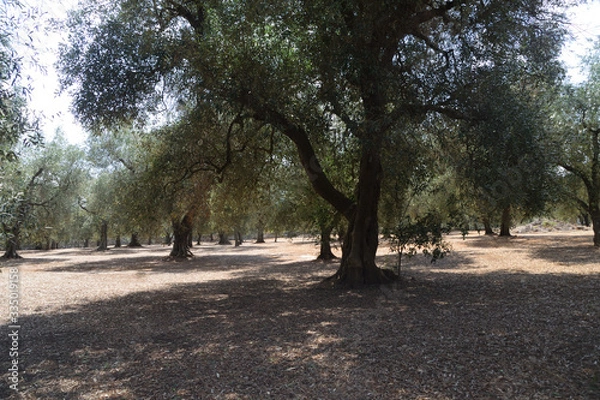 Obraz Uliveto Pugliese