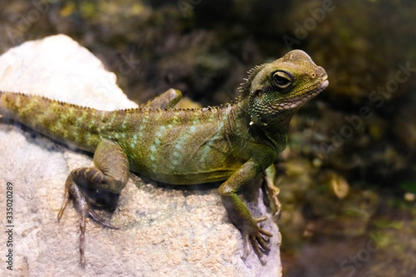 Fototapeta Green lizard exotic reptile close up. Green dragon on the stone. Garden lizard portrait close up.