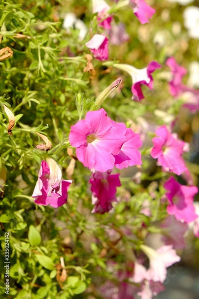 Fototapeta colorful flowers hang up in the garden