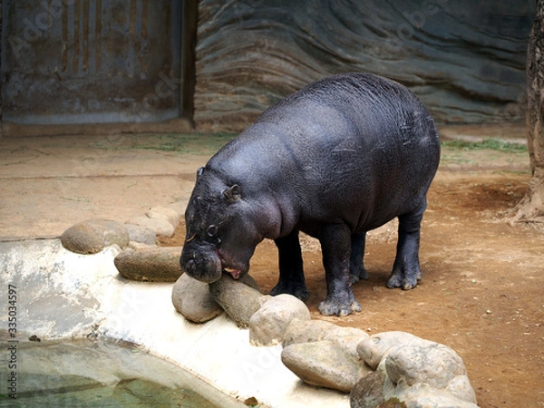 Obraz 水辺の石を噛む可愛いコビトカバ