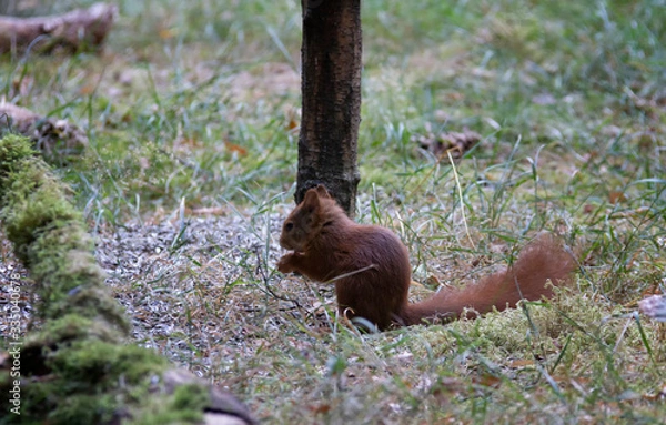 Obraz squirrel on the ground