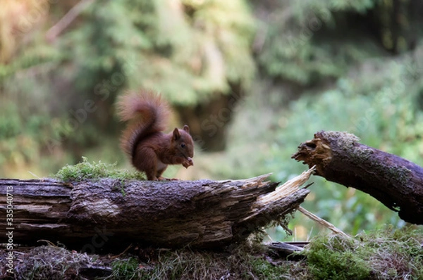 Obraz squirrel on a tree