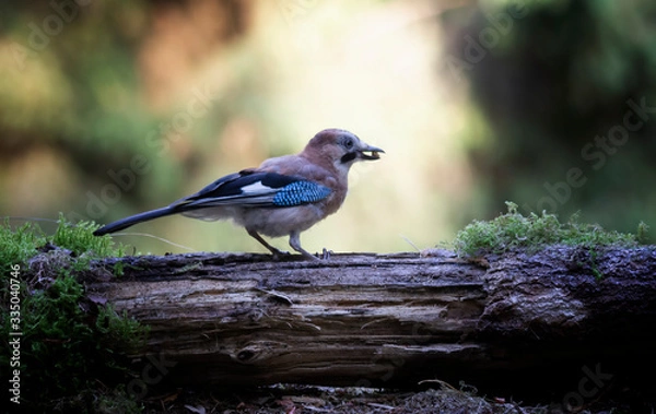 Obraz blue jay on a branch