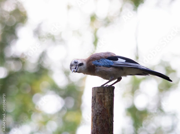Obraz blue tit bird on feeder