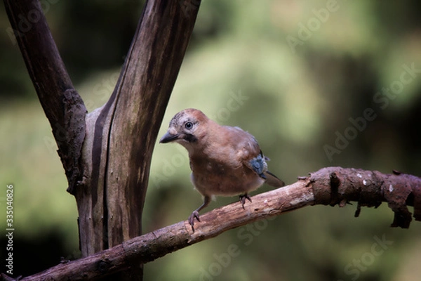 Obraz bird on branch