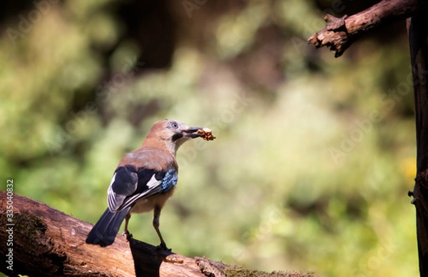 Obraz bird on a branch