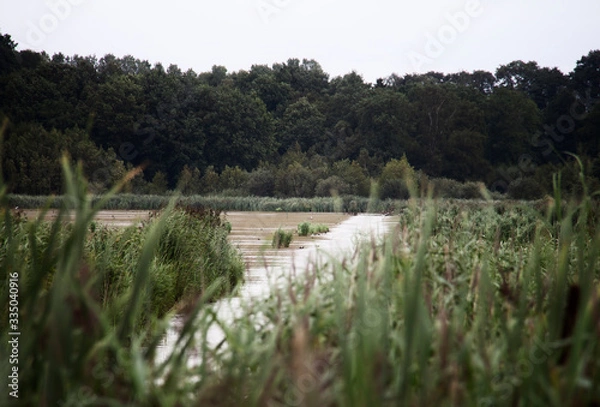 Obraz landscape with river and trees