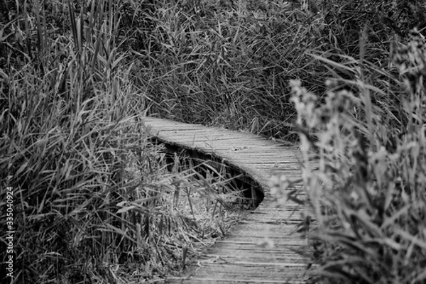 Obraz bridge in nature