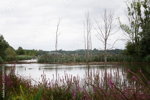 Obraz landscape with pond and trees