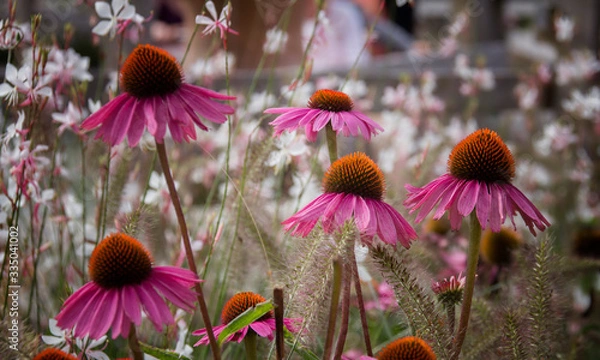 Obraz flowers in the garden