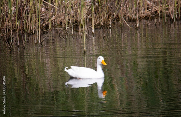 Obraz white duck on a lake
