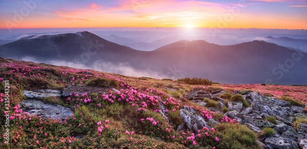 Fototapeta Panoramic view in lawn with pink rhododendron flowers, beautiful sunset with orange sky in summer time. Mountains landscapes. Location Carpathian, Ukraine, Europe. Colorful background.