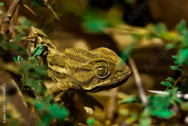 Obraz Kameleon