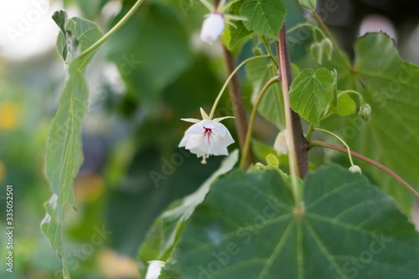 Obraz Small white bell-shaped flower
