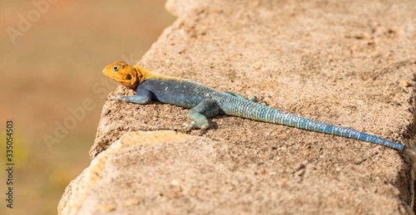 Fototapeta lucertola prende il sole