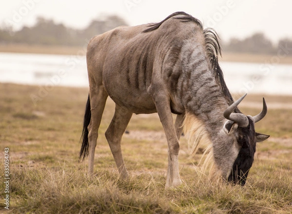Fototapeta gnu affamato