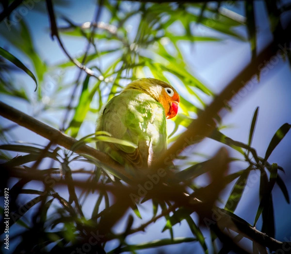 Fototapeta pappagallo illuminato