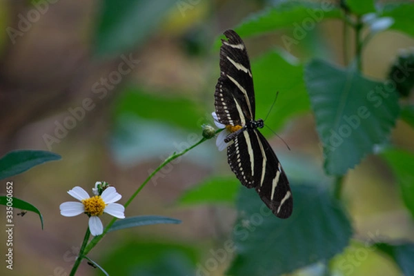Obraz Butterly in Flight