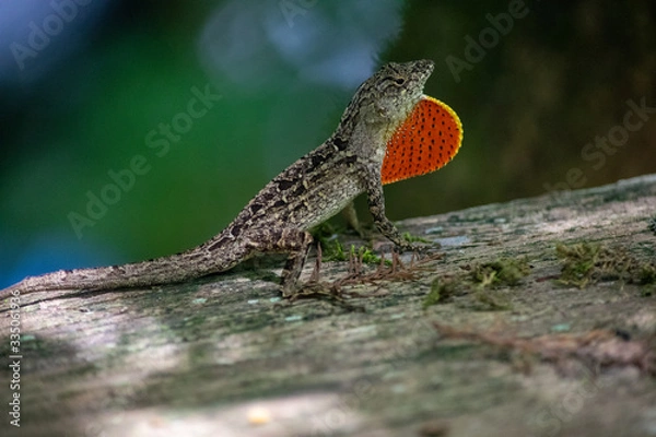 Obraz Gecko or Lizard with Orange Throat 