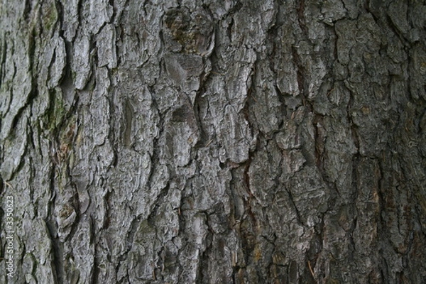 Fototapeta tree of life