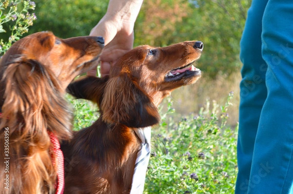 Obraz cute puppy dachshund 