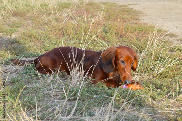 Obraz the dog is playing ball	