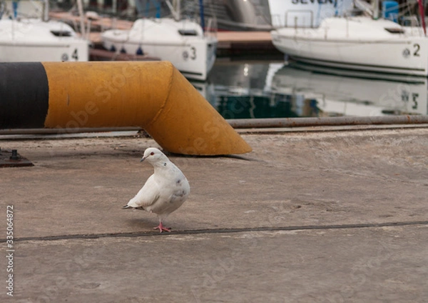 Fototapeta White dove with one paw on the pier in the port