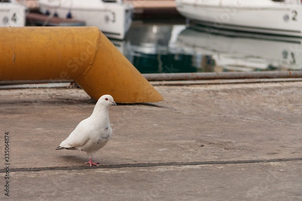 Fototapeta White dove with one paw on the pier in the port