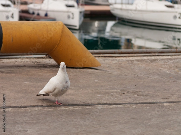 Fototapeta White dove with one paw on the pier in the port