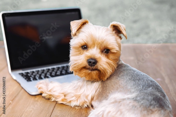 Fototapeta Portrait of a Yorkshire Terrier dog in front of a laptop outdoor on a meadow..