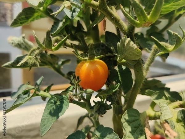 Obraz Tomato growing from a shrub