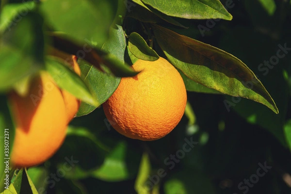 Fototapeta Oranges ripening on a tree in an orange grove