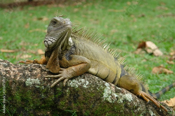 Obraz iguana on rock