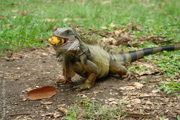 Obraz iguana eating fruit