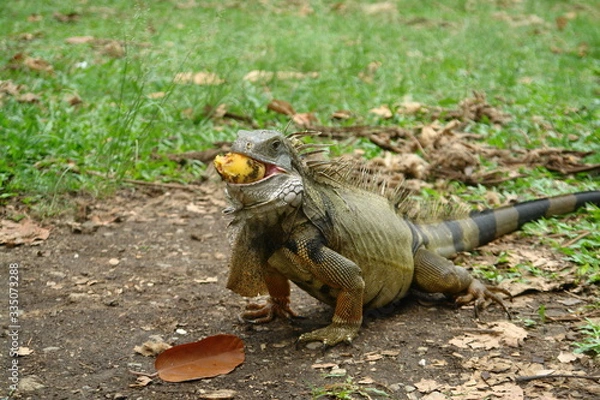 Obraz iguana eating mango
