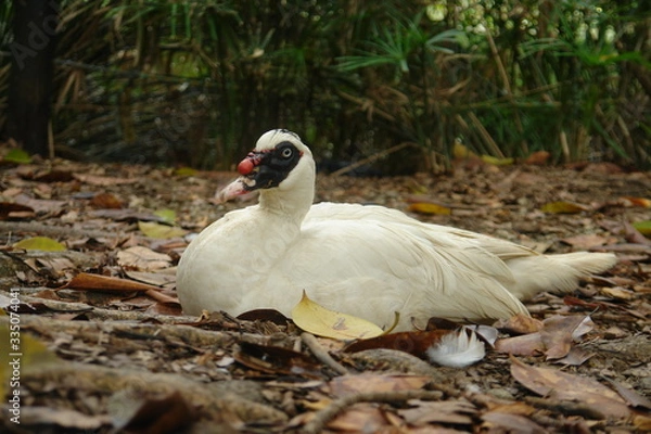 Obraz swan on nest