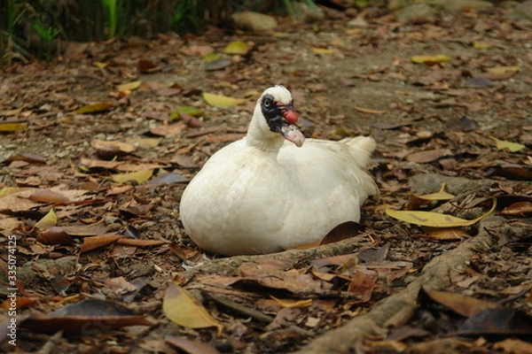 Obraz swan on nest