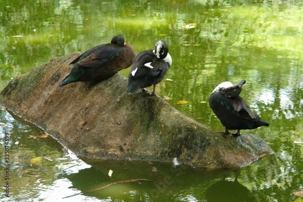 Obraz ducks in pond
