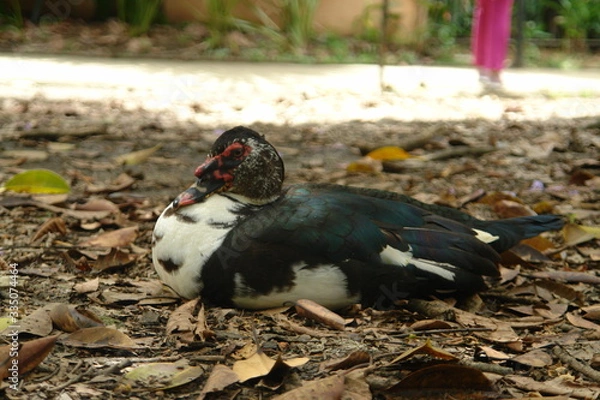 Obraz wild duck