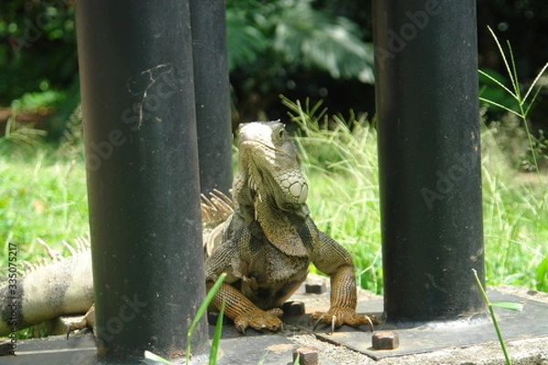Obraz iguana