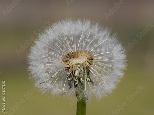 Obraz dandelion on green background