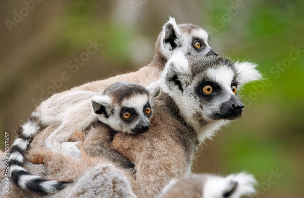 Obraz ring-tailed lemur with her cute babies