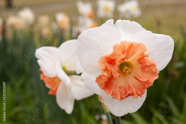 Obraz ruffle peach daffodil duo