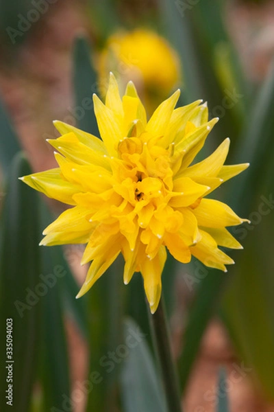 Fototapeta rip van winkle daffodil