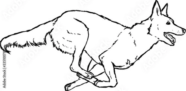 Fototapeta VECTOR running dog shepherd sketch hand drawn solhouette outline
